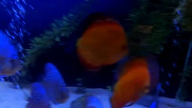 Discus 150 gallon tank w/some new Severum Friends 2-9-12 смотреть онлайн