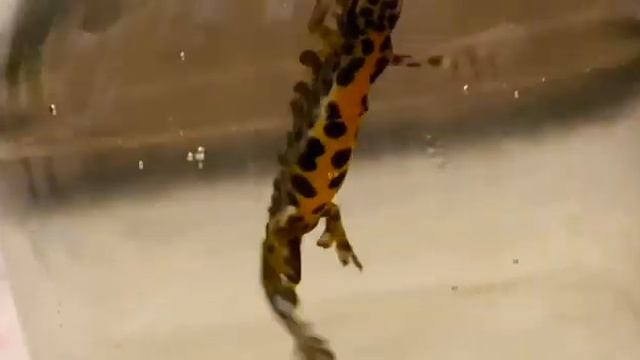 Гребенчатый тритон. Как я поймал тритона