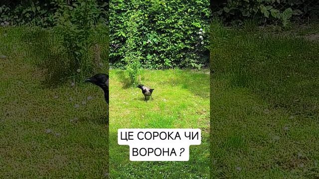 Сорока - ворона #сорока #ворона #relax #travel смотреть онлайн