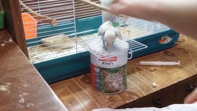 Малыш маска фиолет осветлённый выкормыш.Ищем хозяина.Небольшая проблема с левым лазиком. смотреть онлайн