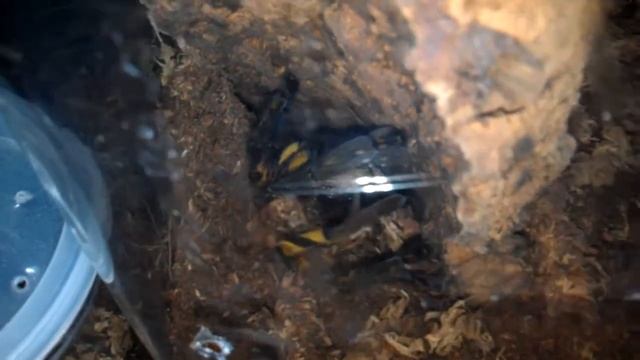 Poecilotheria Ornata And Brachypelma Albiceps