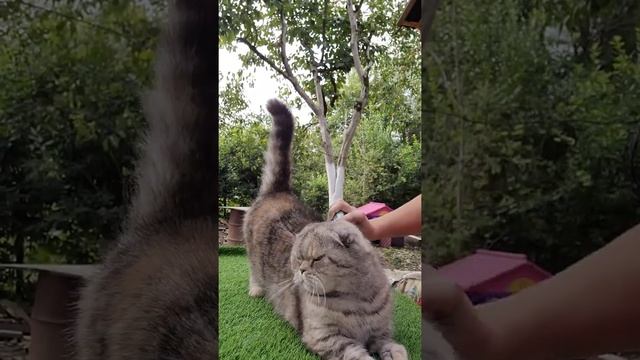 чесалка для кошки смотреть онлайн