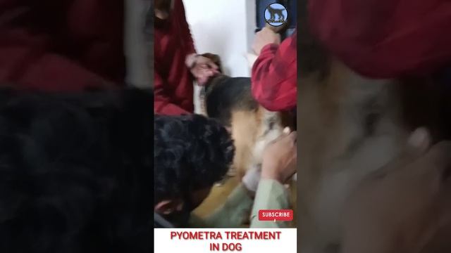 pyometra treatment in dog #shorts смотреть онлайн