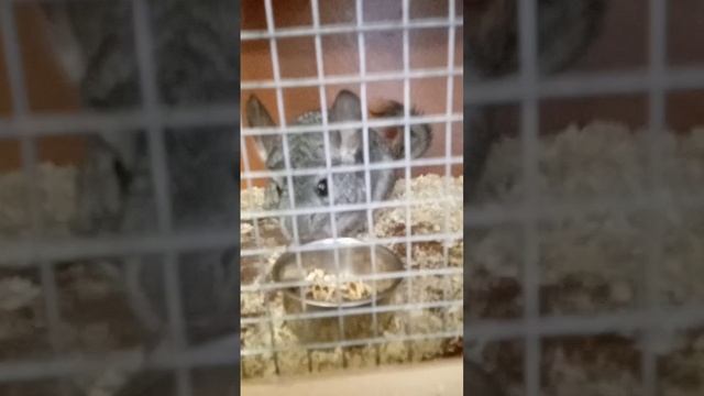 шиншилла смотреть онлайн