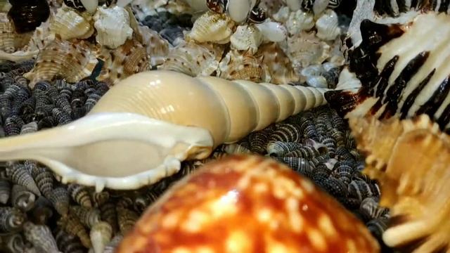 Редкие ракушки 2