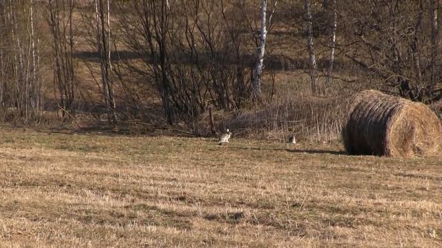 зайцы на солонце смотреть онлайн