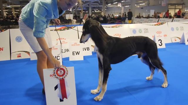 Euro Dog Show 2018 | Animals Days 2019 | Ptak Warsaw Expo смотреть онлайн