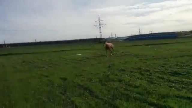 Брант галоп на свободе на поле смотреть онлайн