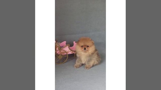 Pomeranian Welpe zum Verkauf смотреть онлайн