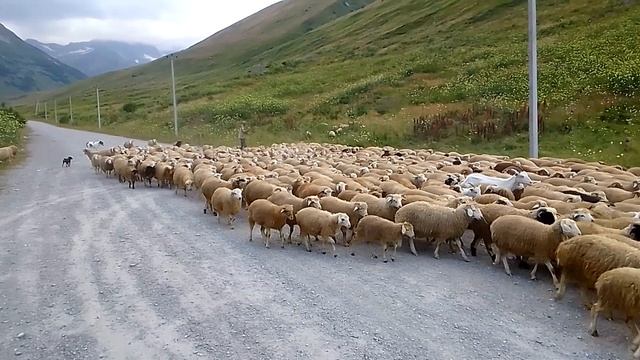 Кавказ. смотреть онлайн