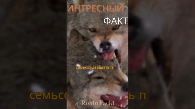 А во сколько лет ты узнал? Что самое смертоносное животное это не акула. #2024 #fact #интересно смотреть онлайн