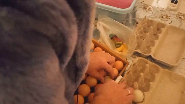 ИНКУБАЦИЯ ЯИЦ   ПОЛНАЯ ИНСТРУКЦИЯ  ЯЙЦА НЕСУЩЕК