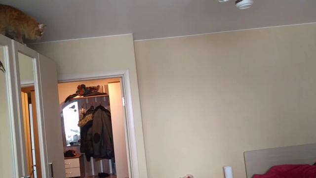 Cat jumps смотреть онлайн