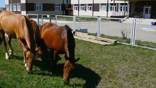 Кони рыжие смотреть онлайн