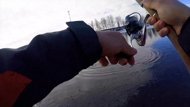 Зубастая форель Подмосковного платника