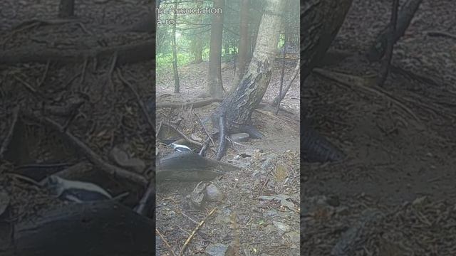 Coming Out Today? Sure?! 🦡 Выходишь сегодня? Уверен?! 🦡 Badger of Bucovina 7/6/23 1 смотреть онлайн