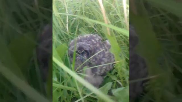 сова чё бросила совёнка или нет? смотреть онлайн