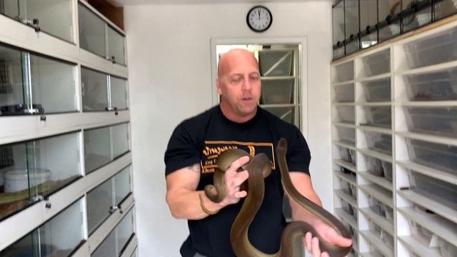 INDO SHIPMENT | BREEDING UPDATE смотреть онлайн