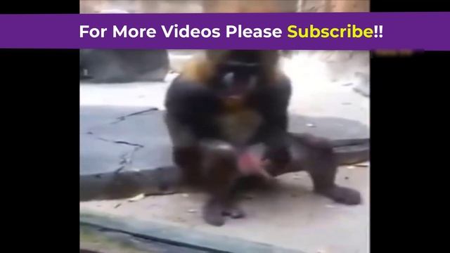 Ultimate Funny Monkeys Jerking Off - Funny Monkeys Doing Stupid Things - Funny Animals Videos 2019 смотреть онлайн