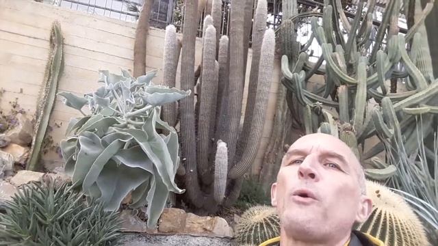 Cos'è il cefalio e a cosa serve alle piante grasse смотреть онлайн