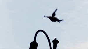 Кроухантинг : Июльский рейд , Корсар Компакт 4.5 + новая озвучка . Crowhunting