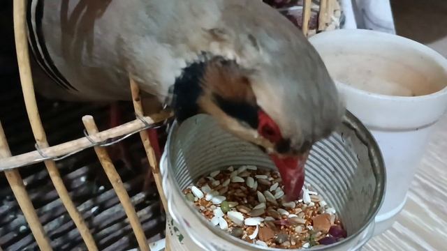 Кабки Помир смотреть онлайн