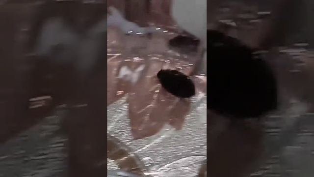 Идеальный пловец жук плавунец #жукплавунец смотреть онлайн
