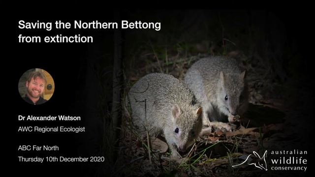Saving the Northern Bettong: Interview with Dr Alexander Watson, AWC Regional Ecologist смотреть онлайн