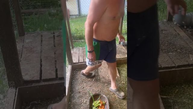 Наши утки #муларды #дача #инкубацияперепелов #животные #селадон #огород #техасскийперепел #перепела смотреть онлайн