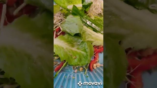 Лёгкие и полезные салаты🦋#салат смотреть онлайн