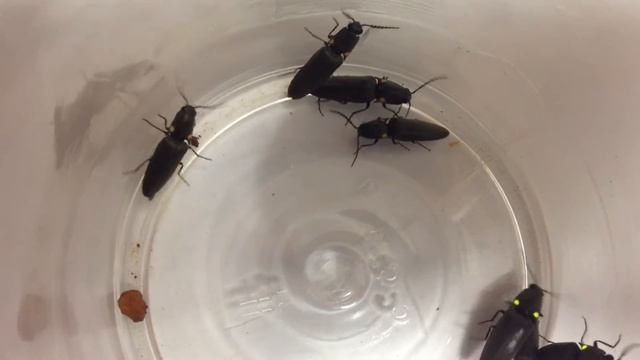 Headlight Elator Beetles in Texas смотреть онлайн