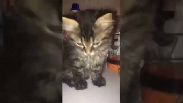 Котенок подрастает! смотреть онлайн