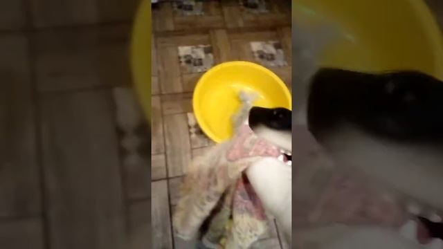 Акула играет в карты смешная смотреть онлайн