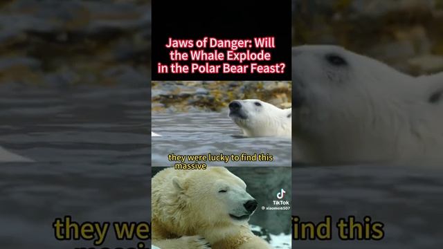 Whale time bomb😳 смотреть онлайн