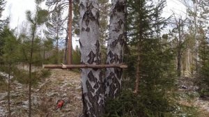 Охота на медведя - делаем лабаз на приваде