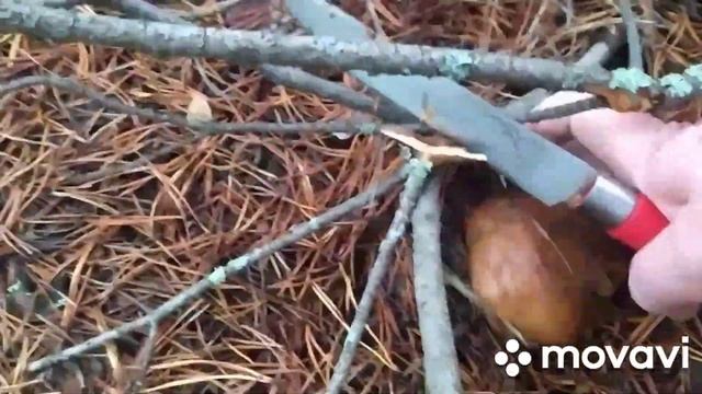 2 Серия-За Грибами в Ноябре😳🍄 Я своих Родственников в Ютубе как Блогеров Смотрела Всегда☹️🤔 смотреть онлайн
