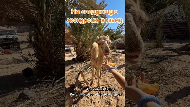 Маленькая история о встрече с верблюжонком . Экскурсии из Шарм Эль Шейх 2025 смотреть онлайн