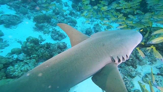 Maldives nurse sharks смотреть онлайн