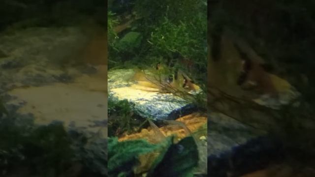 нерест опистограмм рамирези в общем аквариуме. смотреть онлайн