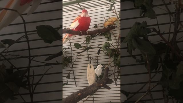 Спасенная розелла, подобранная на улице