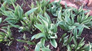 Уход за тюльпанами весной 2024 г и почему у моих тюльпанов листья никогда не подмерзают