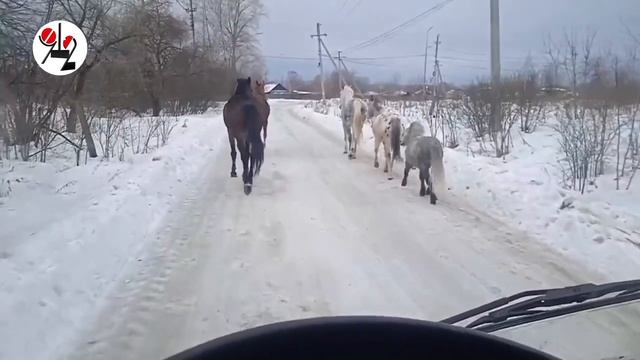 Лошади наступают на окраины Тагила. смотреть онлайн