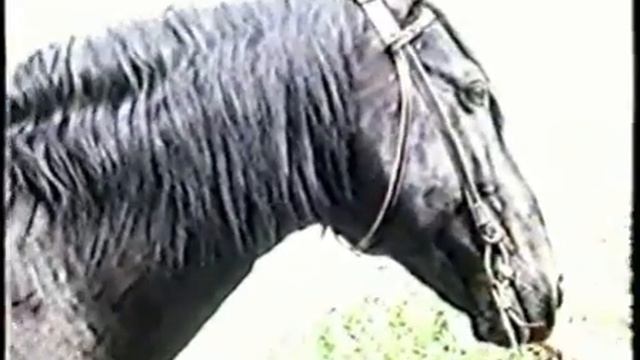 Карачаевский жеребец смотреть онлайн