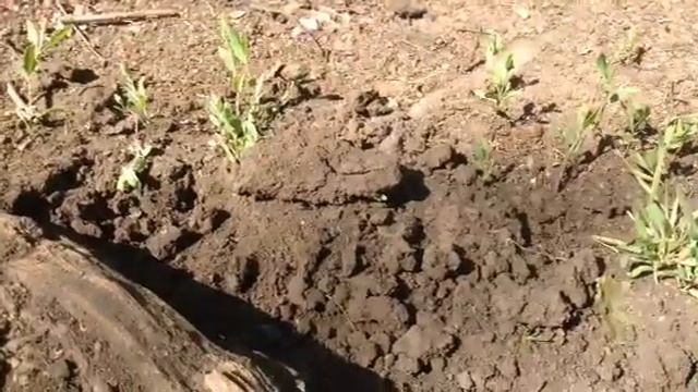 Муравьи. Жизнь муравьёв. Мир муравьёв 🐜 смотреть онлайн