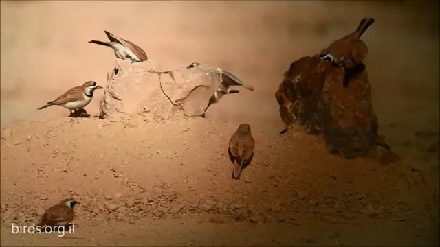 Temminck's Lark - Eremophila Bilopha -  צחיחנית מדבר