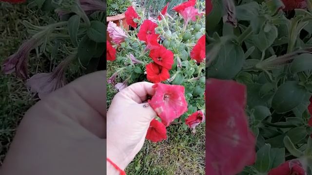 божья коровка смотреть онлайн