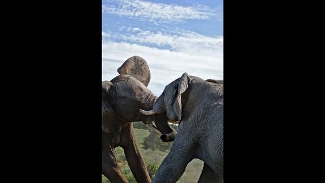 The Worst Parents of animals, Top 5 worst mothers смотреть онлайн