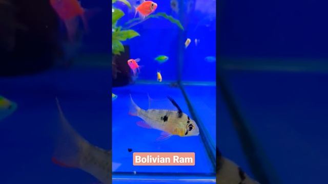 Bolivian Ram #shorts #shortvideo смотреть онлайн