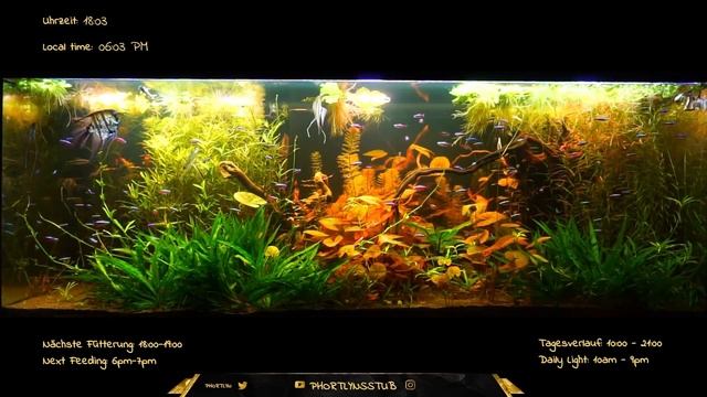 South America Aquarium one week Timelapse - week 16 | (LoFi) | 10min #16 смотреть онлайн
