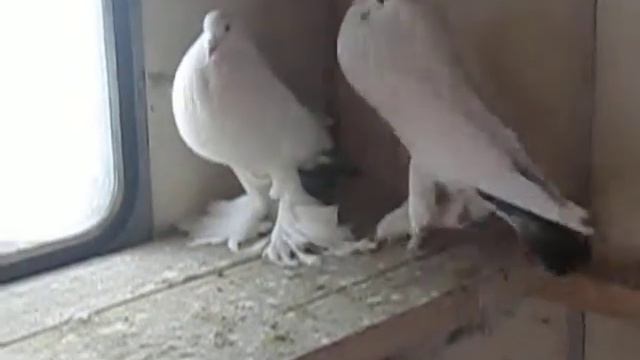 Померанський дутиш смотреть онлайн